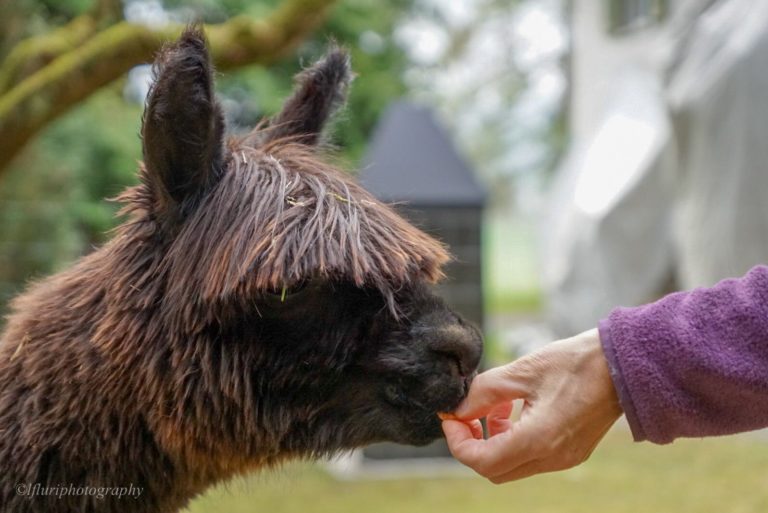 Der Verein Alpaka Farm „alpakable“ im Interview